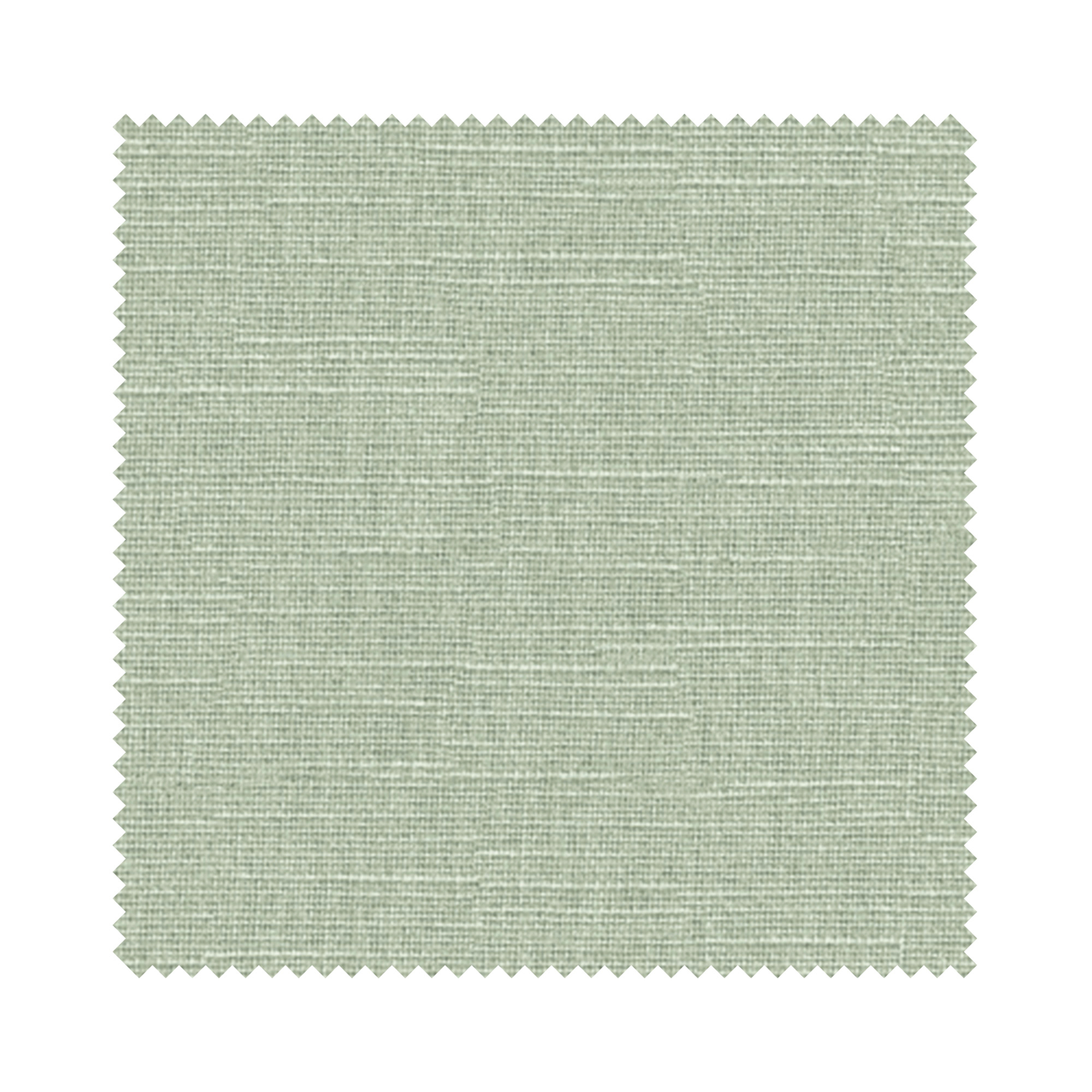 Hayworth Fern - Image 6